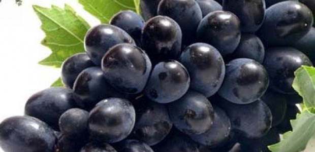 توصیه بهداشتی: برای رفع غم و غصه انگور سیاه یا شیره انگور سیاه مصرف نمایید